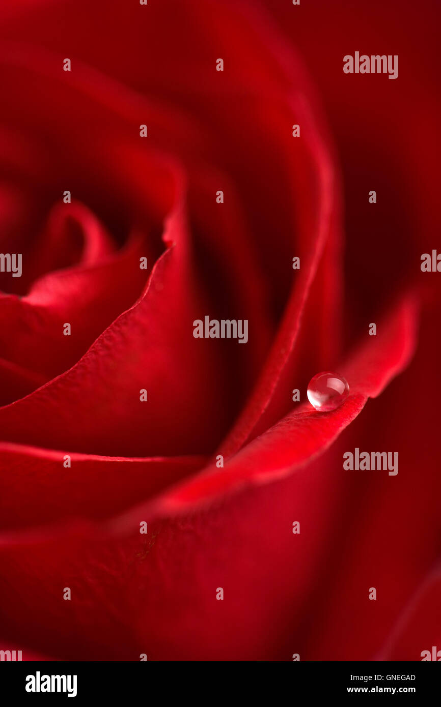 macro of red rose with water drop Stock Photo - Alamy