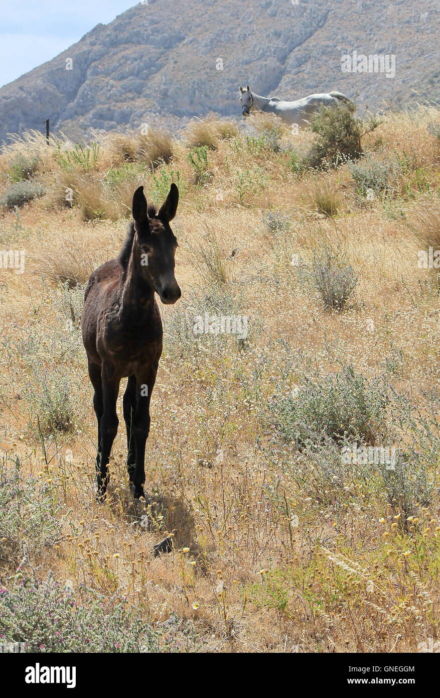 Colt and horse Stock Photo - Alamy