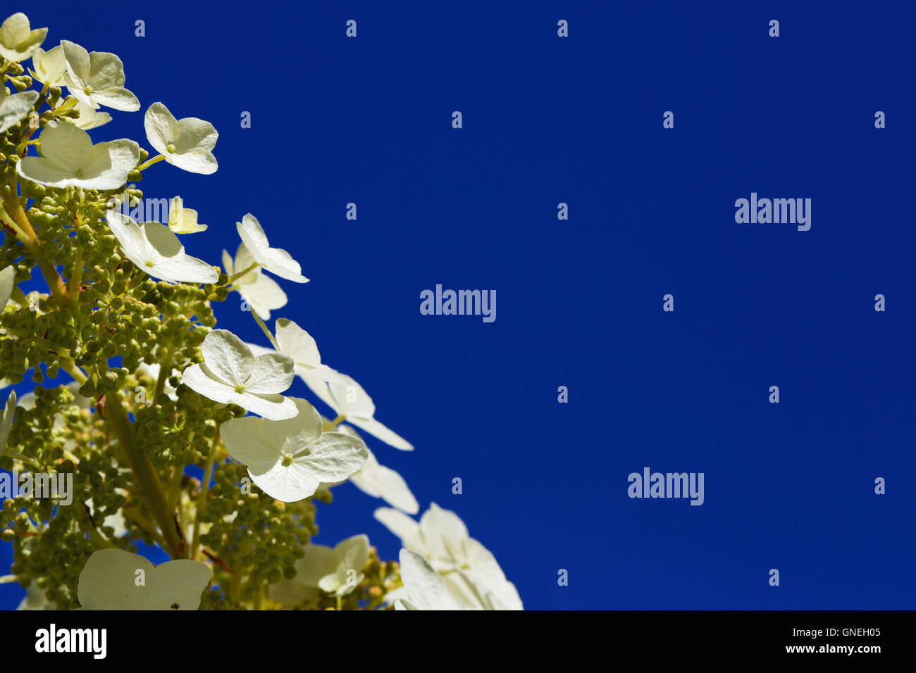 Alyssum flowers blue sky Stock Photo - Alamy