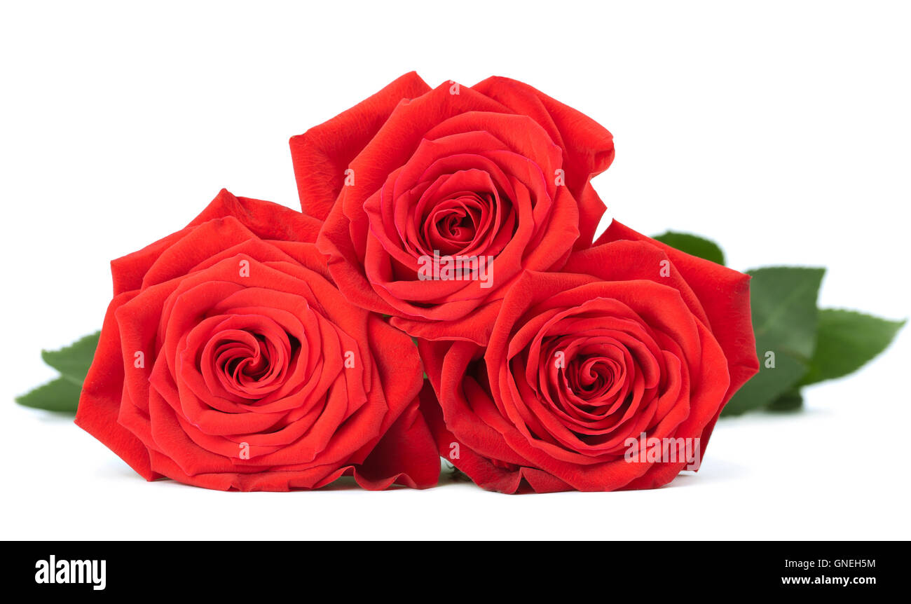 red roses isolated Stock Photo - Alamy