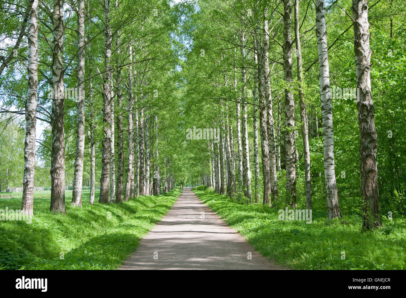 Beautiful birch alley in hi-res stock photography and images - Alamy