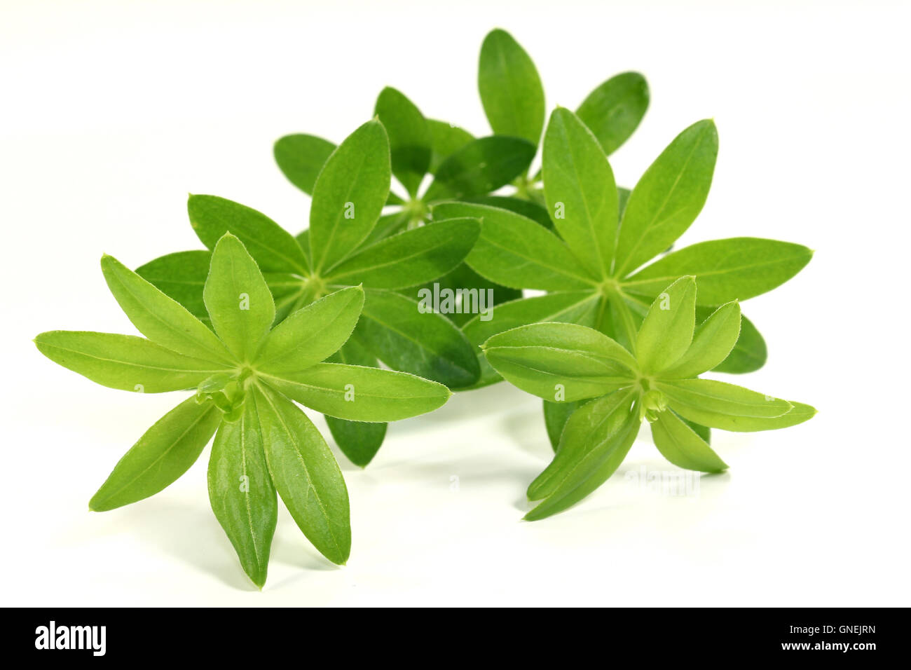sweet woodruff Stock Photo Alamy