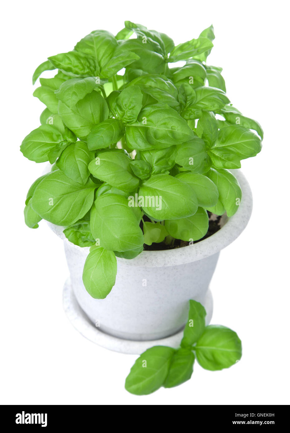 basil in pot isolated Stock Photo Alamy