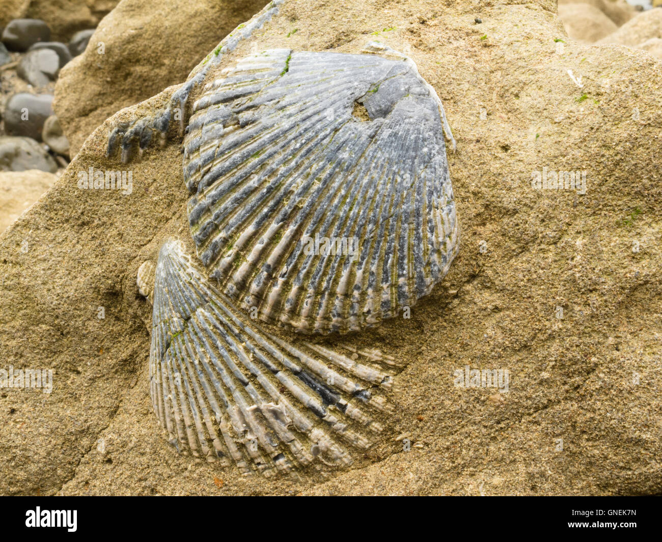 Fossilized sea shells embedded in sandstone Stock Photo