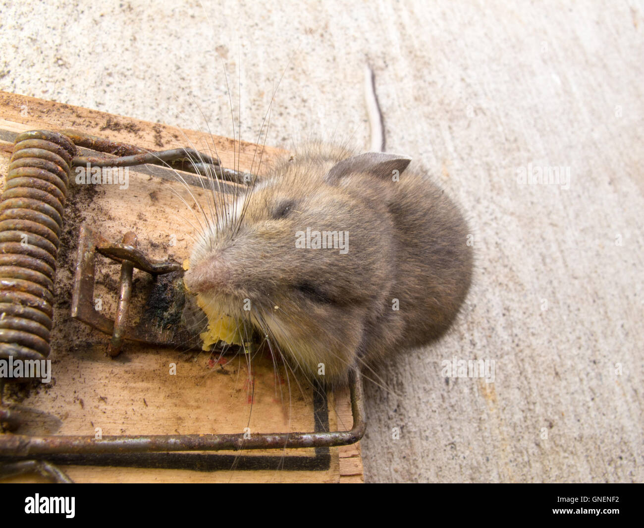 Mouse killed in a metal mouse trap Stock Photo - Alamy