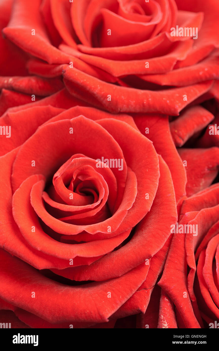 beautiful red roses background Stock Photo - Alamy