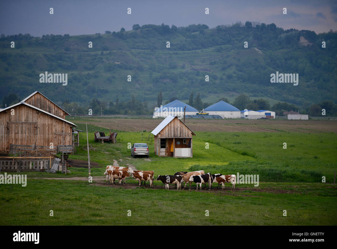 Meat processing plant romania hires stock photography and images Alamy