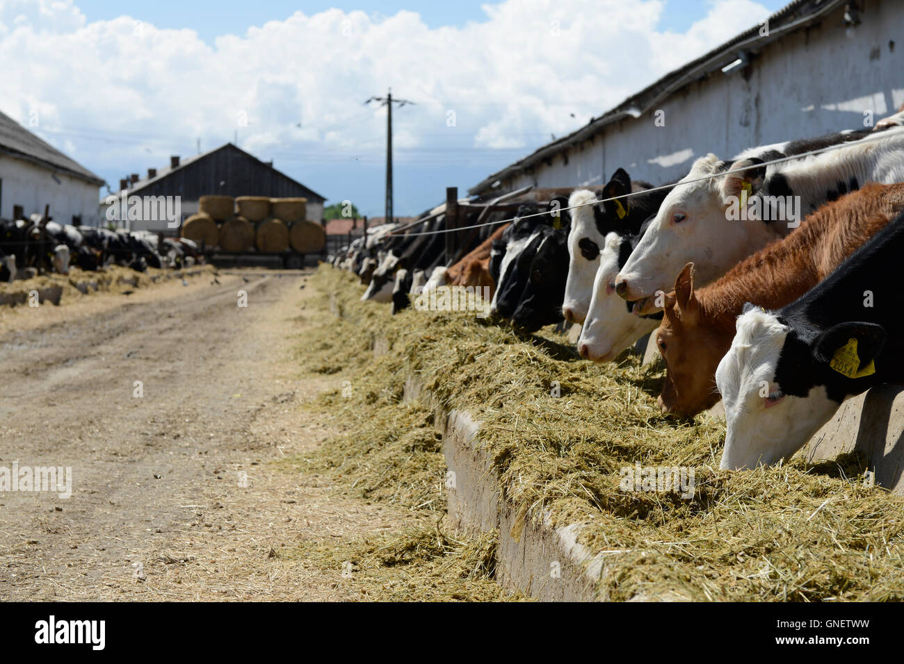 ROMANIA Transilvania, Voila, milk cow farm of CarmOlimp / RUMAENIEN  Siebenbuergen, Voila, Milchviehbetrieb CarmOlimp Stock Photo - Alamy