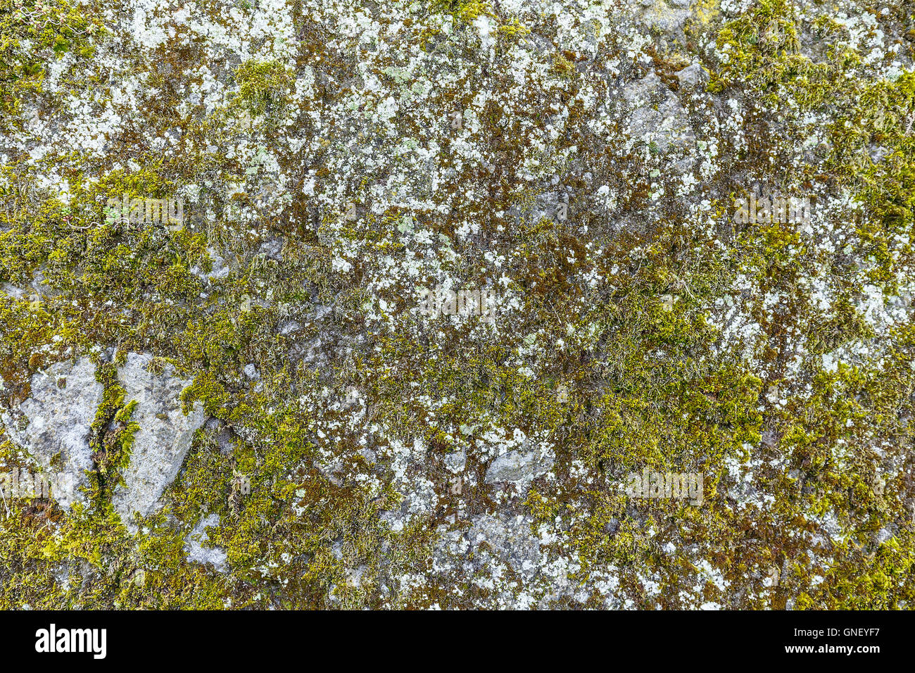 Old gray stone wall with green moss texture background Stock Photo - Alamy
