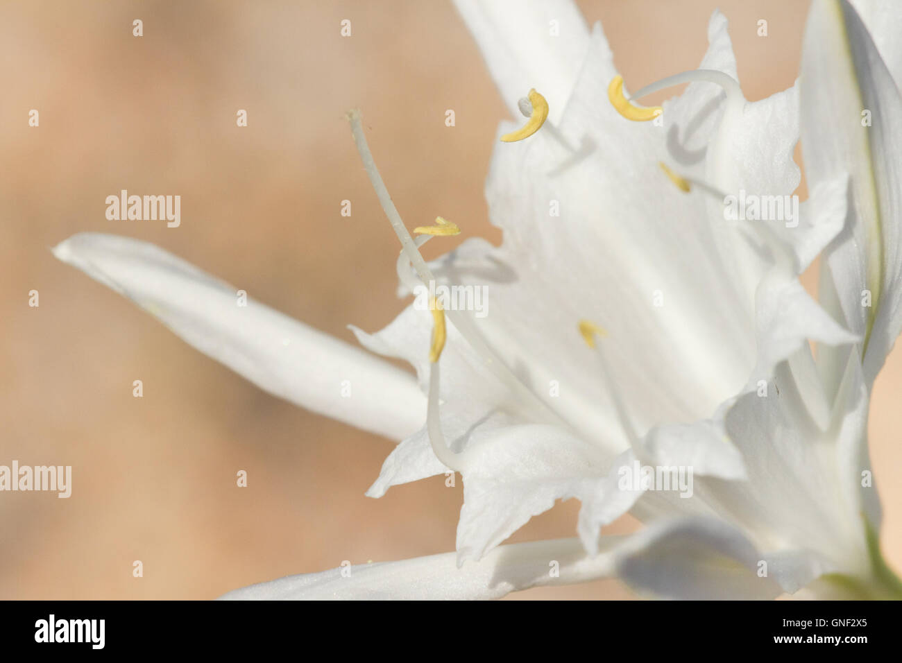 The sea daffodil( Pancratium maritimum ), close-up on anthers. Stock Photo