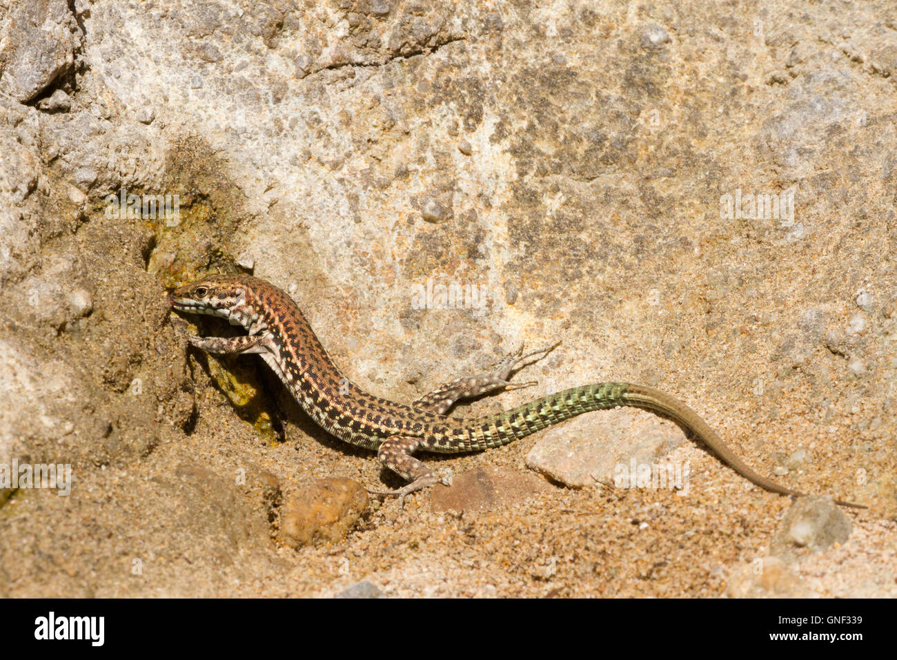 Desert lizard drinking water hires stock photography and images Alamy