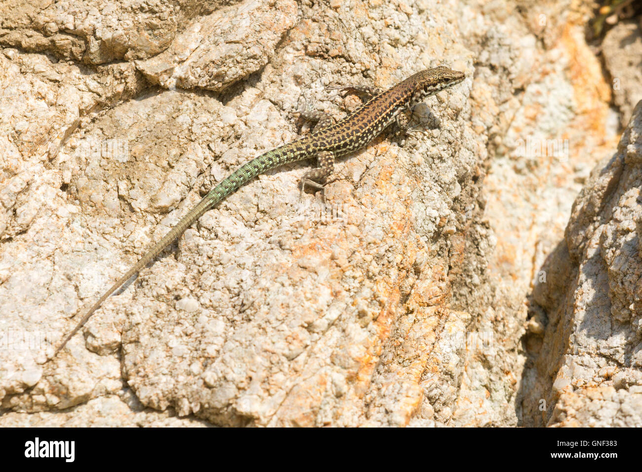 The Tyrrhenian wall lizard ( Podarcis tiliguerta ), an indigenous species of the tyrrhenian islands. A male Stock Photo