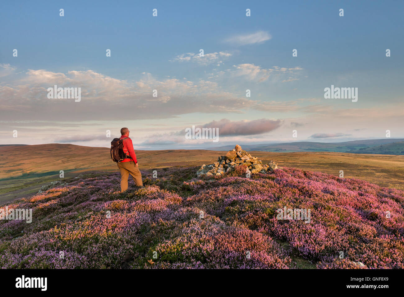 Catterick Hill, Weardale, County Durham UK. Tuesday 30th August 2016. UK Weather.  Walker enjoying the view over the grouse moors of Weardale from the summit of Catterick Hill this morning as the rising sun illuminates the flowering heather.   The forecast is for another fine and dry day, but it may become cloudier at times across the Pennines Credit:  David Forster/Alamy Live News Stock Photo