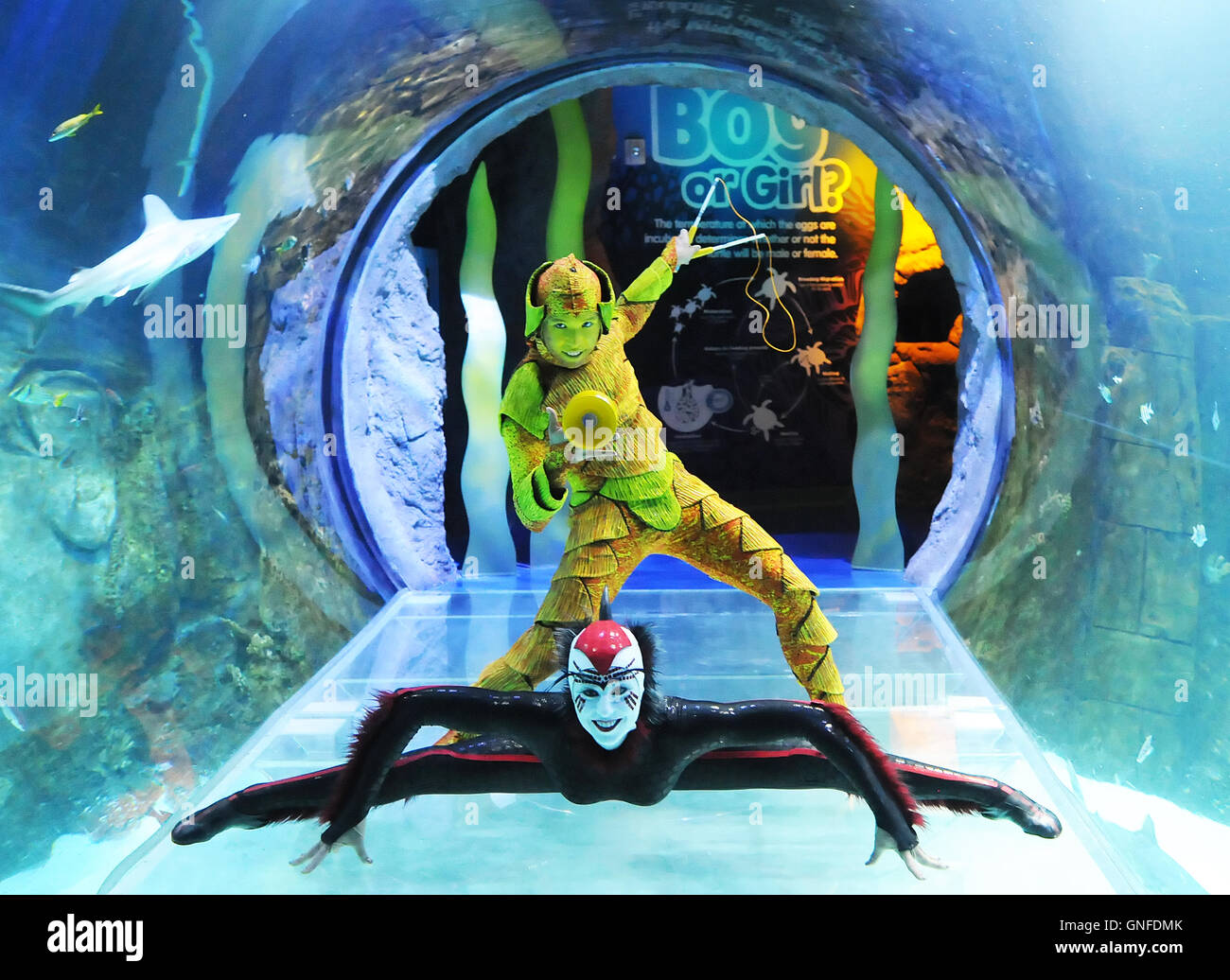 Orlando, Florida, USA. 30th August, 2016. Cirque du Soleil performers Wei-Liang Lin of Taiwan (top) and Alanna Baker from the U.K. pose inside a tunnel at the SEA LIFE Orlando Aquarium in Orlando, Florida on August 30, 2016. The media event was held to promote the Florida premiere of the Cirque du Soleil show 'OVO', with performances scheduled in Orlando, Estero, and Jacksonville beginning September 21, 2016. The 'OVO' cast is comprised of 50 acrobatic performing artists from 12 countries. Credit:  Paul Hennessy/Alamy Live News Stock Photo