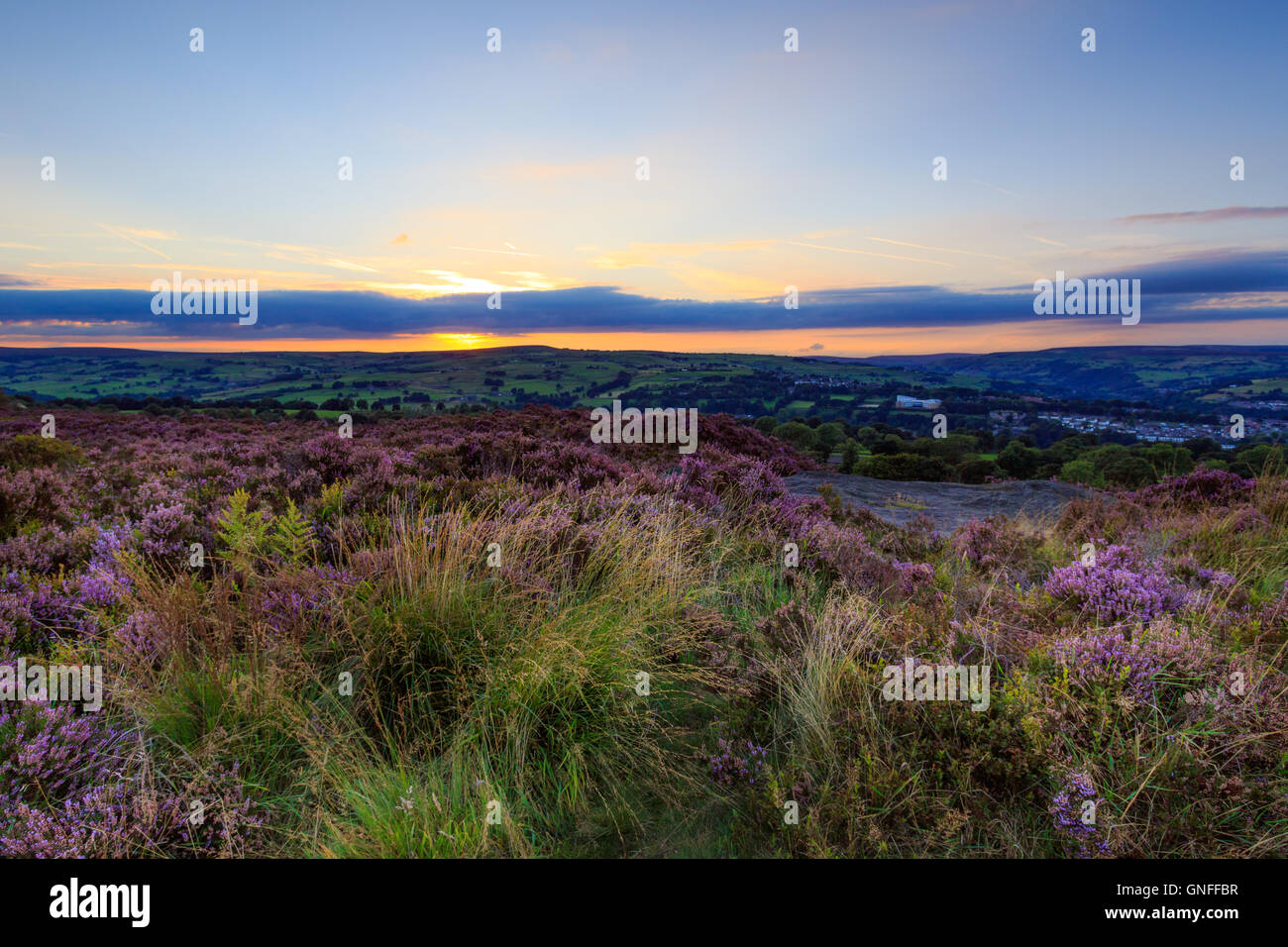 Calderdale, West Yorkshire, UK. 30th Aug, 2016. Heather in bloom at