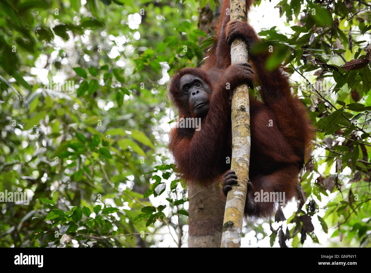 An Orangutan on a tree in Semenggoh Nature reserve Stock Photo - Alamy