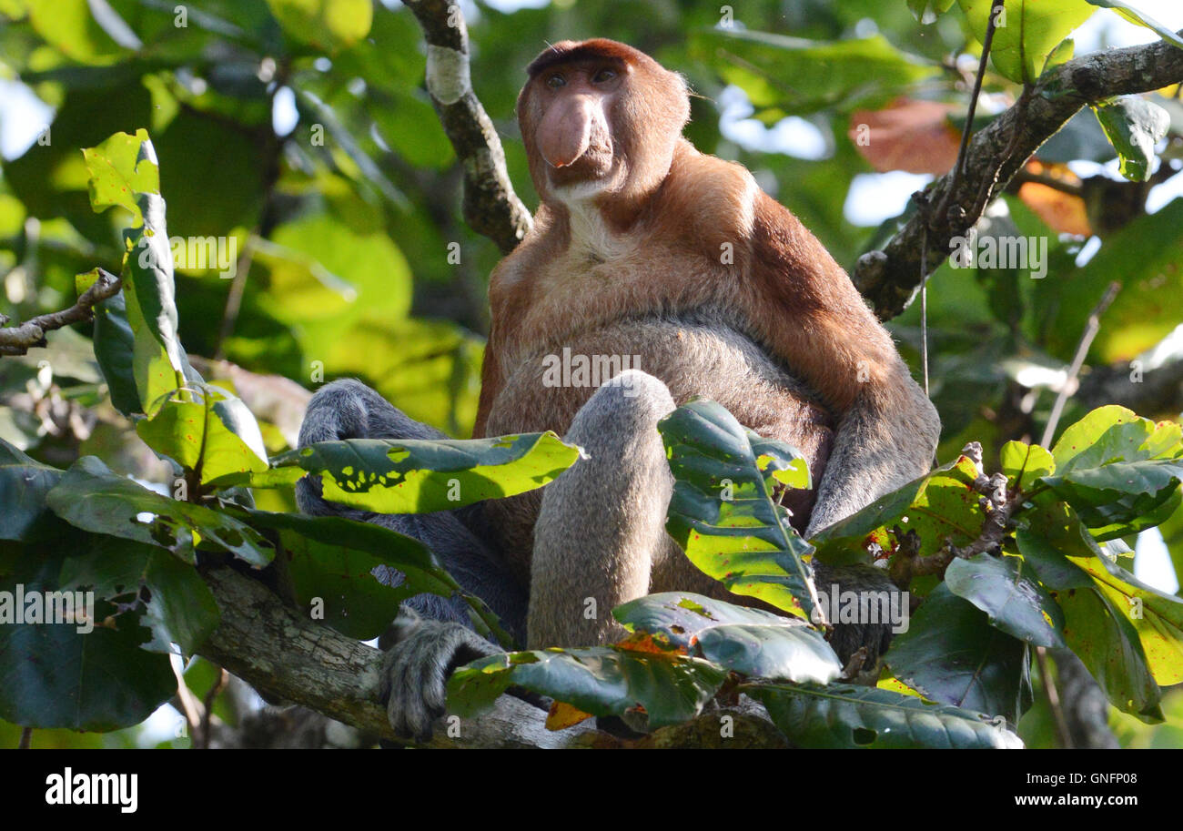 A closeup shot of a male Proboscis monkey taken in Borneo. Stock Photo