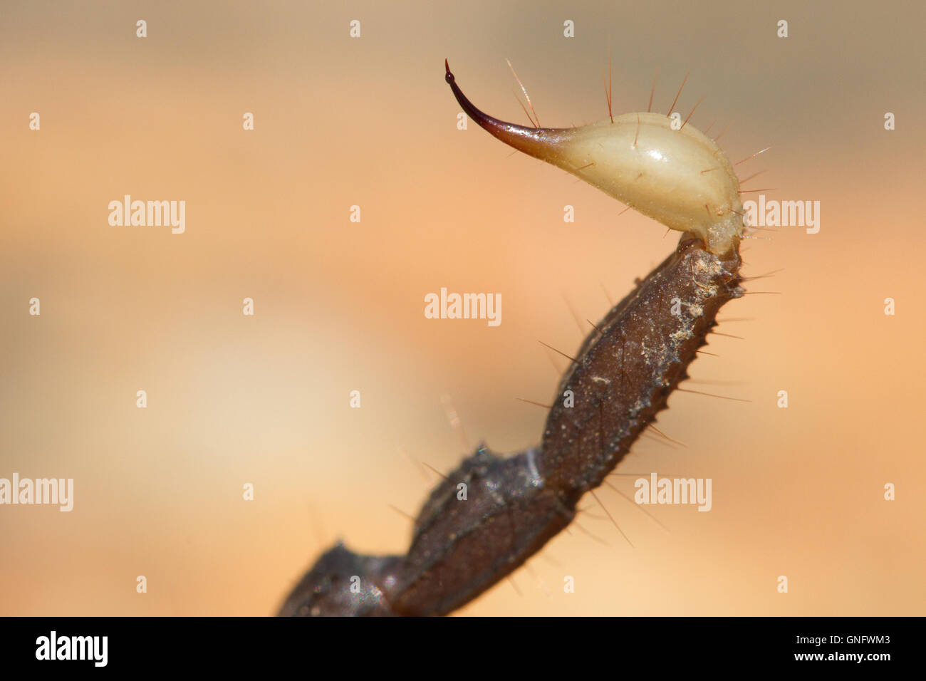 Wild South African scorpion, venom sting. Stock Photo