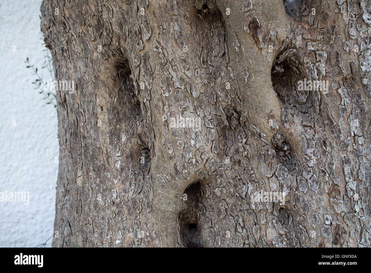 Detail of the trunk of an old tree. Cracked skin and big holes in the trunk. White wall in the background. Stock Photo