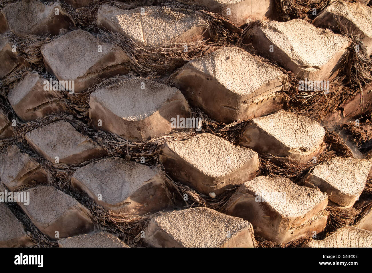 Structure of a palm tree skin with all the cut old leaves, creating the ...