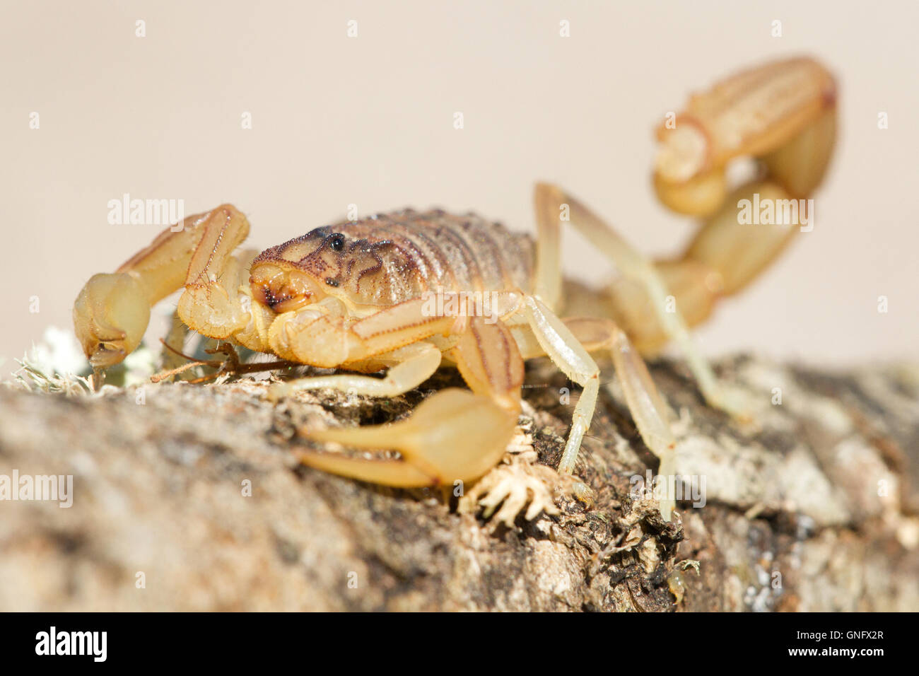 Common yellow scorpion ( Buthus occitanus ), Alacrane, Spain Stock Photo