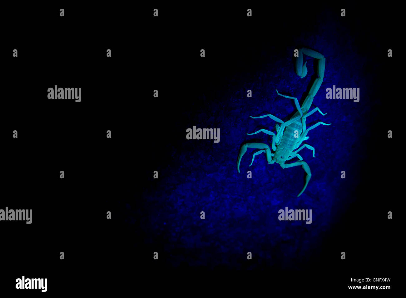 Glowing wild South-African scorpion ( Uroplectes sp. ) under UV light is waiting its prey under a big stone, karoo desert Stock Photo