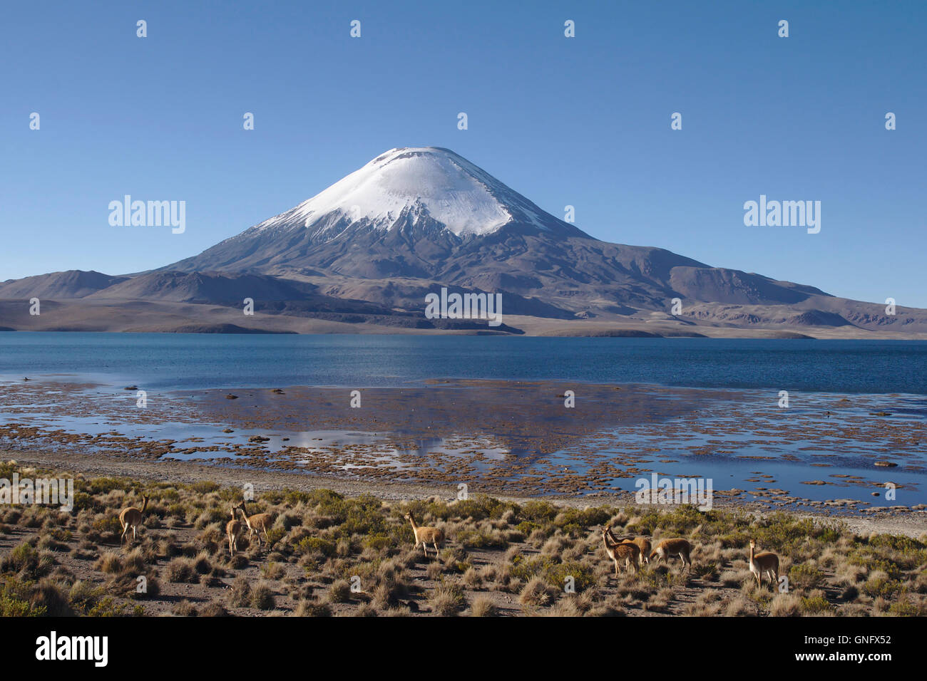 Vicuñas, Lago Chungara, volcano Parinacota in Lauca National Park, Chile Stock Photo