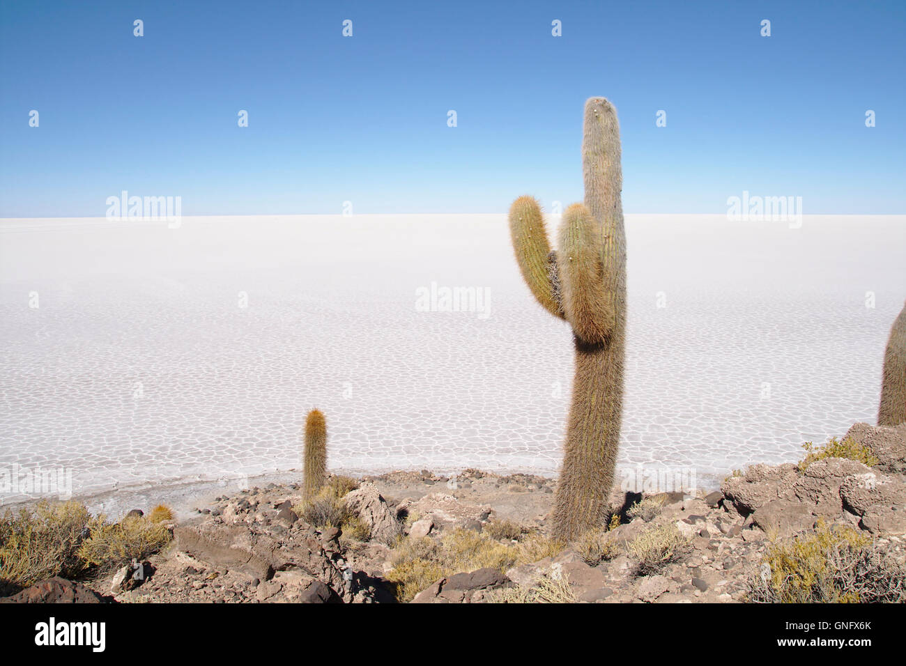 Cacti (Trichocereus pasacana) on Isla Incahuasi with Salar de Uyuni, Bolivia Stock Photo