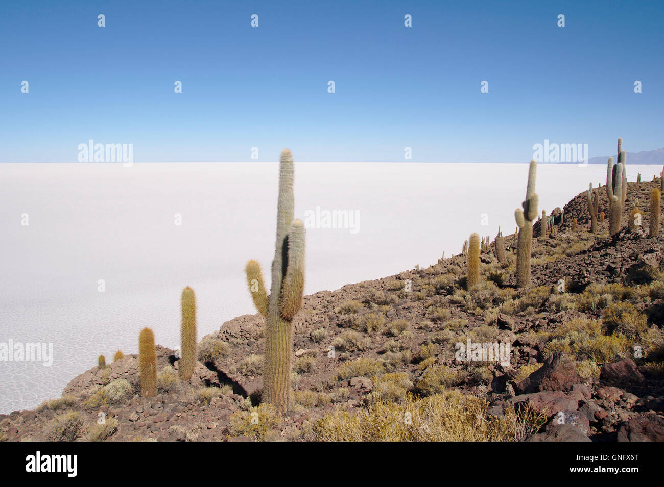 Cacti (Trichocereus pasacana) on Isla Incahuasi with Salar de Uyuni, Bolivia Stock Photo