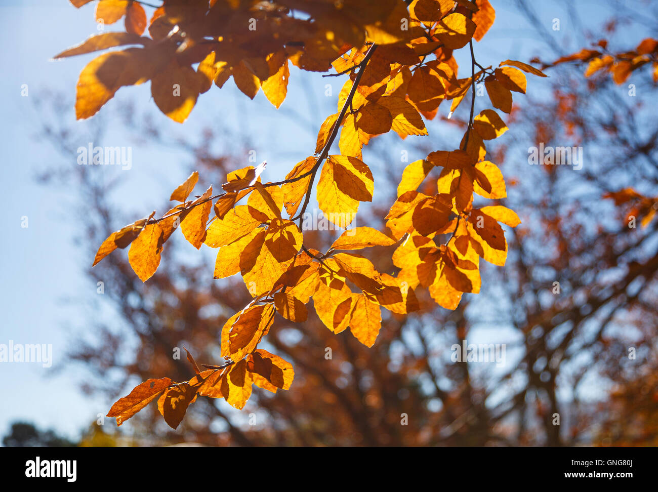 Yellow leaves on a branch hi-res stock photography and images - Alamy