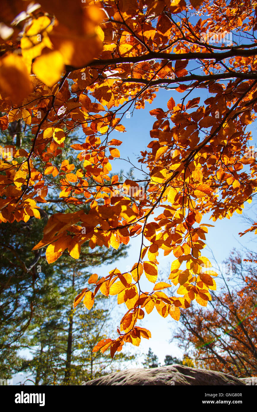 Yellow leaves on a branch. Autumn landscape Stock Photo - Alamy
