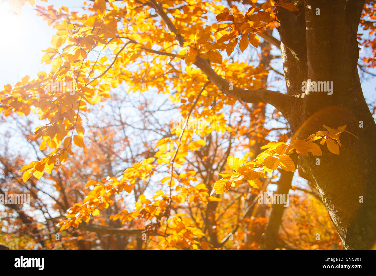 Yellow leaves on a branch. Autumn landscape Stock Photo - Alamy