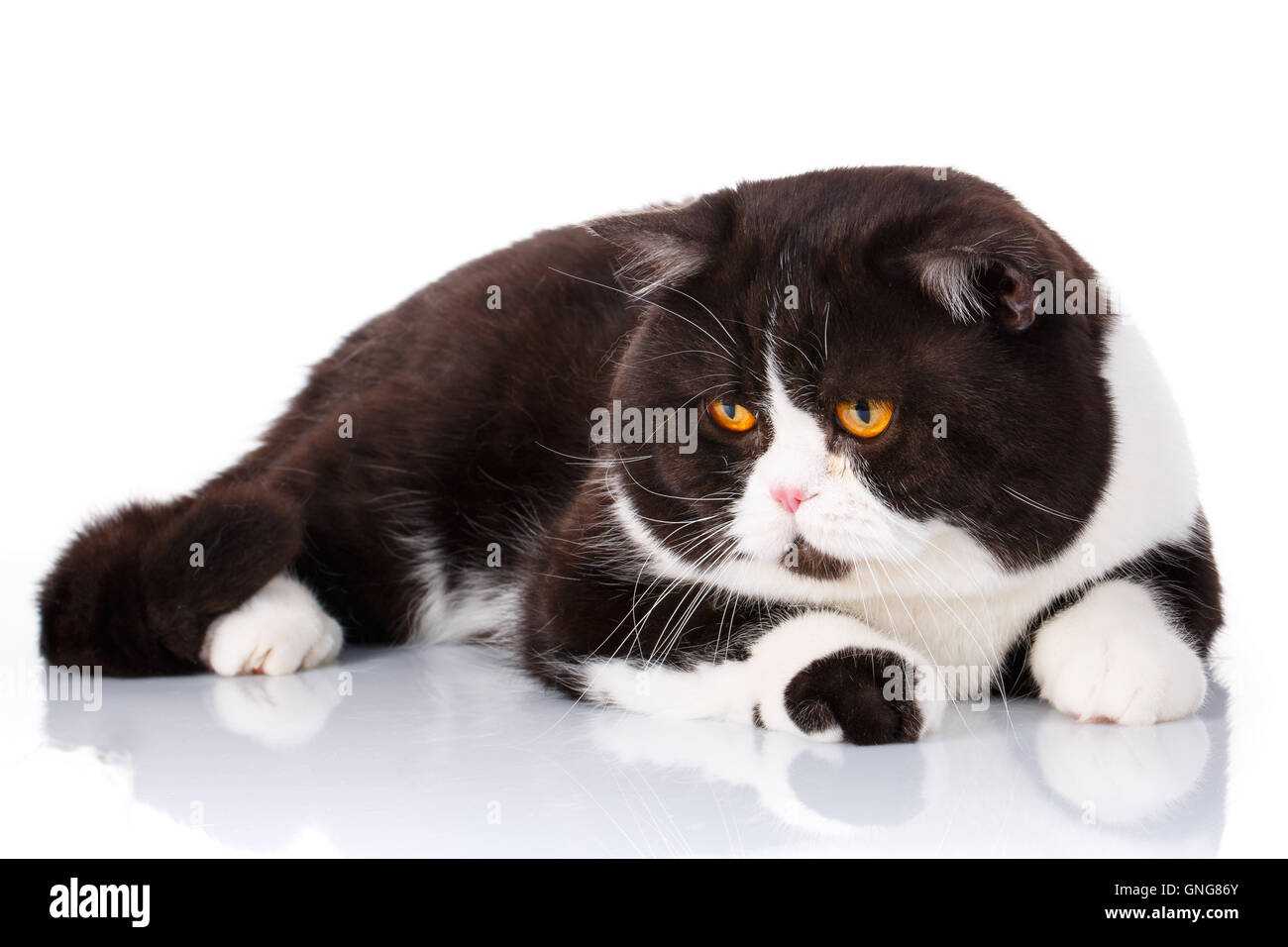 Funny big cat Scottish Straight lying on wite background Stock 