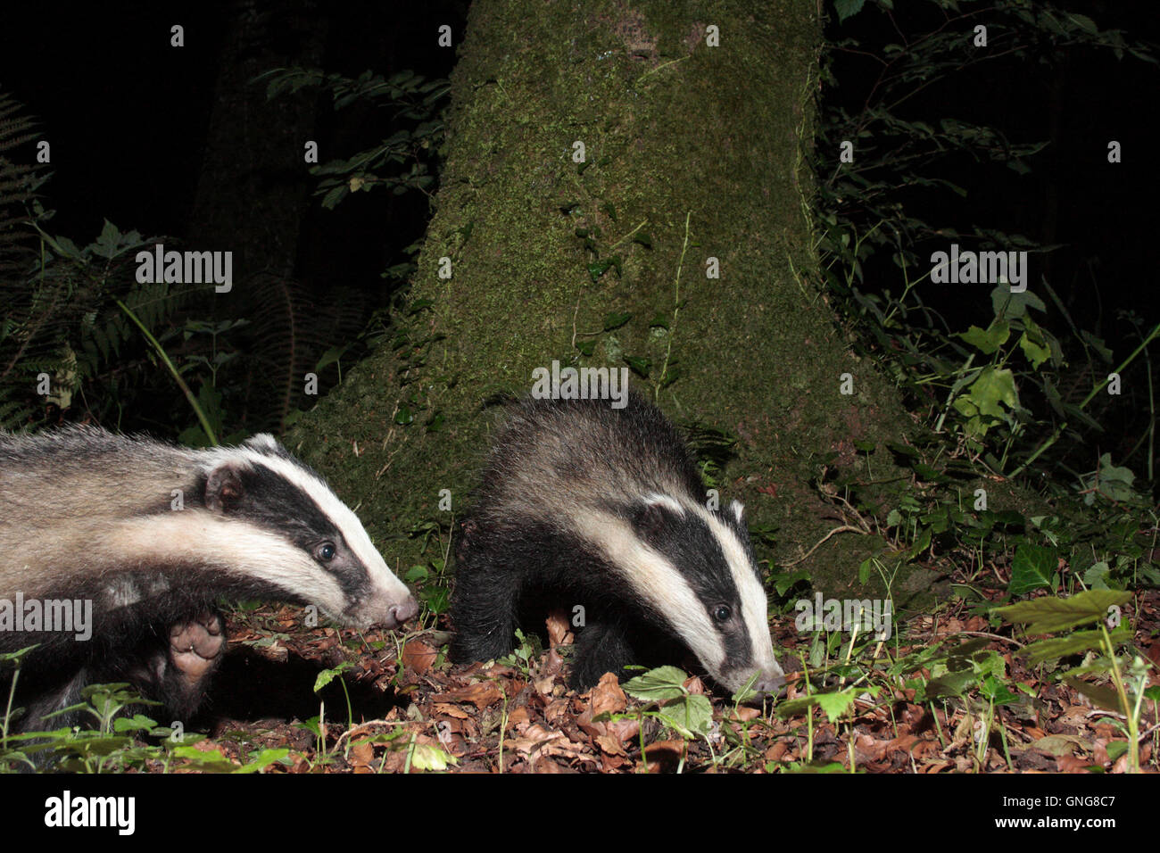 Badger photographs hi-res stock photography and images - Alamy