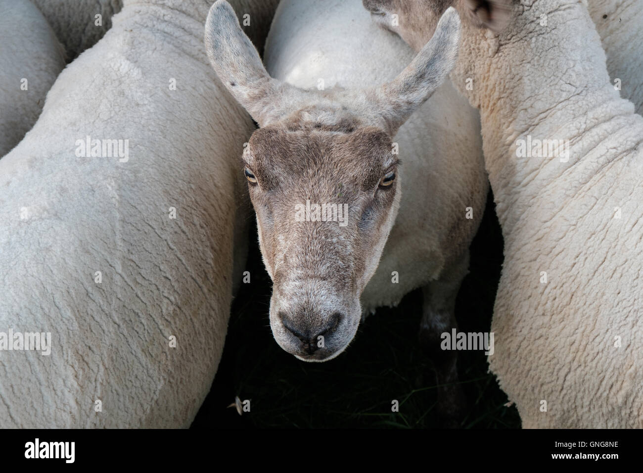 Black-faced sheep soon after sheering on a small Welsh hill-farm. Stock Photo