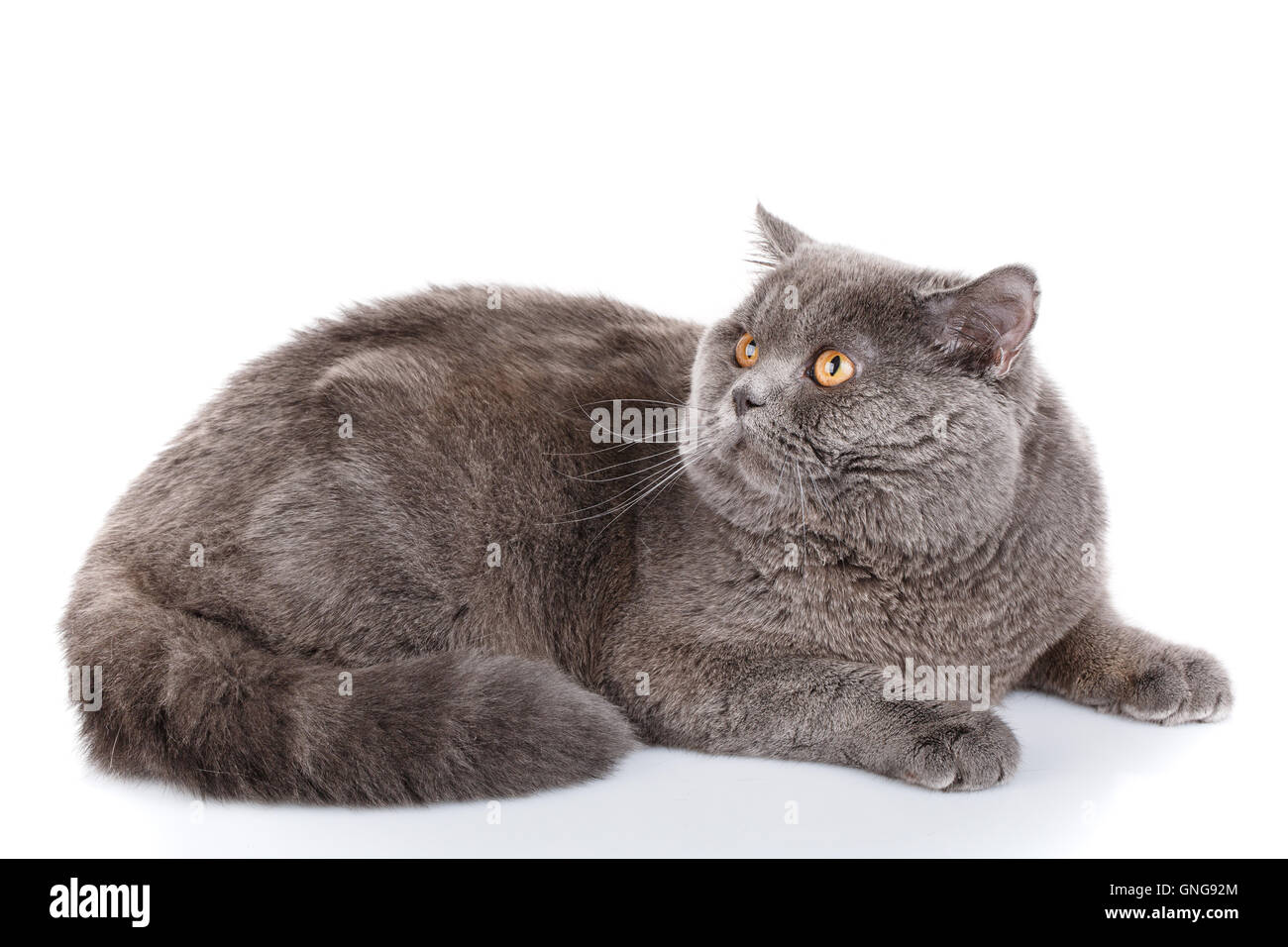 gray cat british straight lying on a white background Stock Photo - Alamy