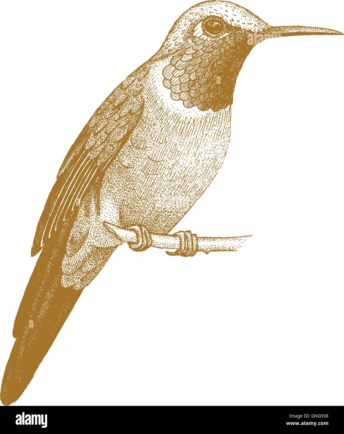 The Revelator  hummingbird realistic pencil drawing  flying bird  illustration Pencil drawing by Marco Paludet  Artfinder