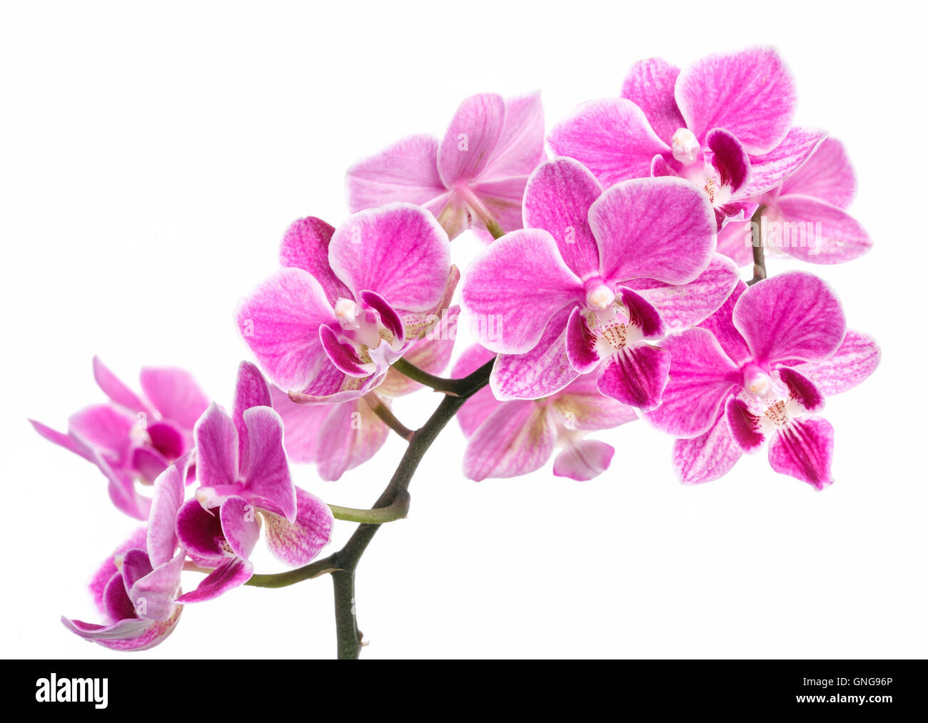 branch of pink orchids isolated on a white background Stock Photo - Alamy