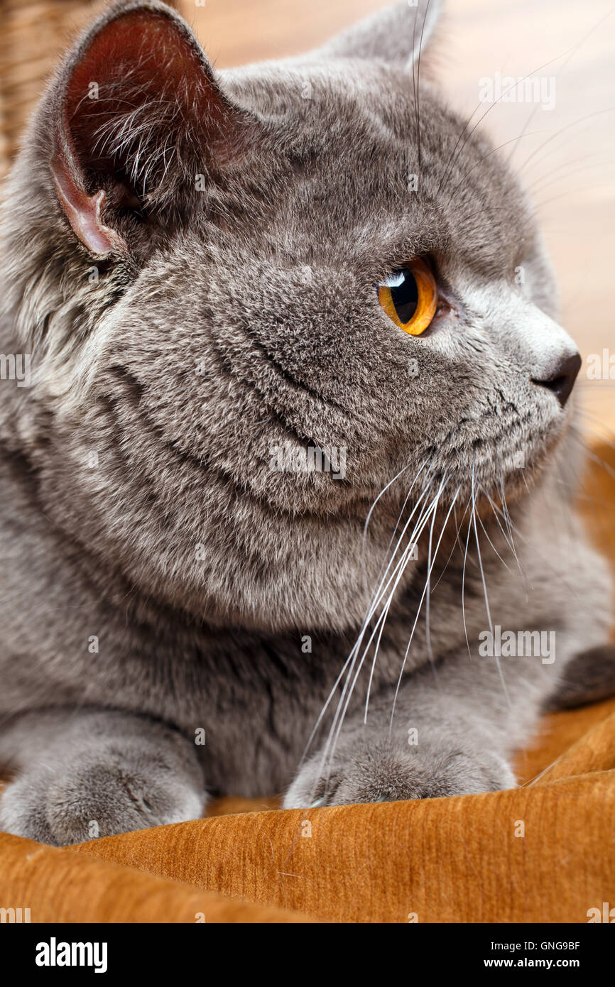 Domestic cat british shorthair cat hi-res stock photography and images ...
