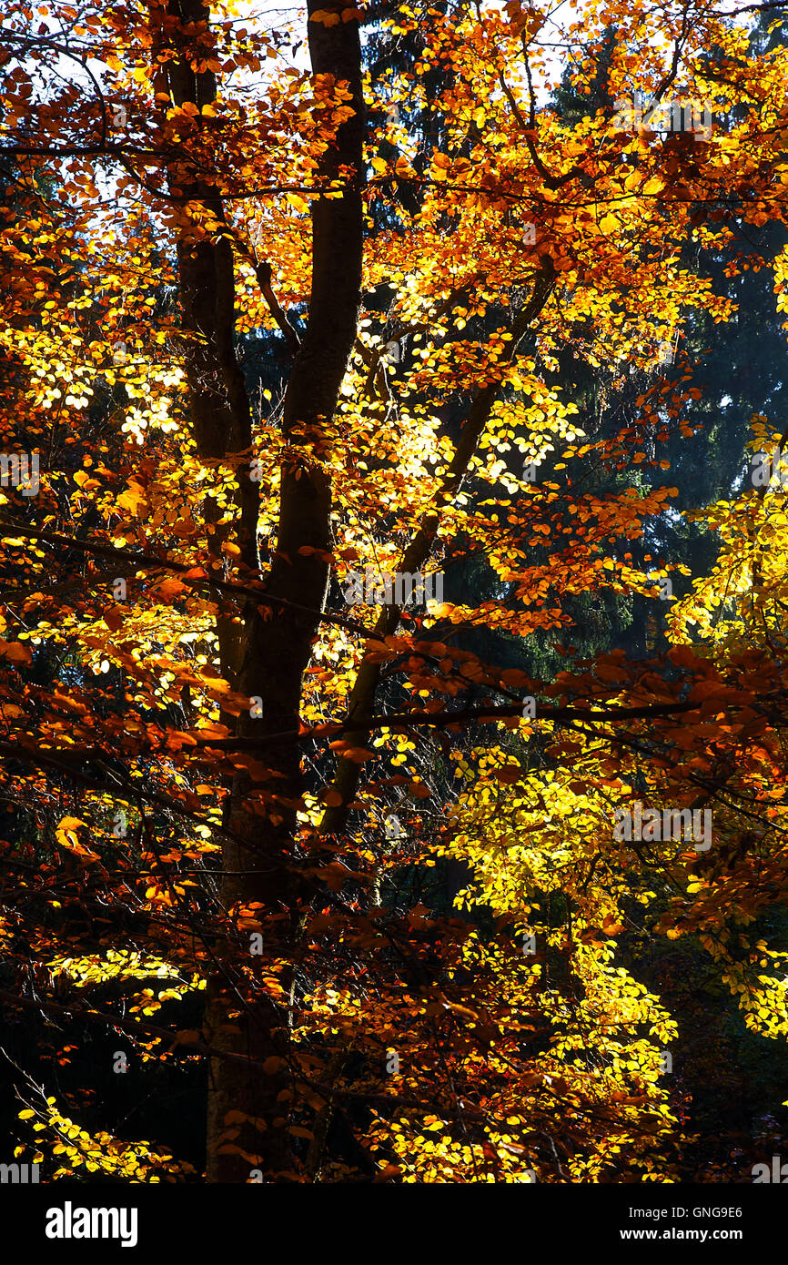 Forest in the autumn, beautiful color autumn foresr Stock Photo - Alamy
