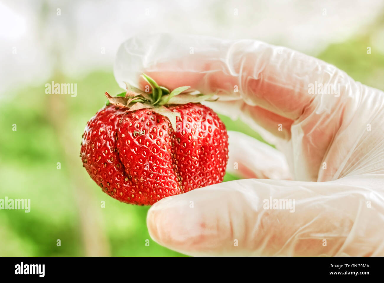 Big red ripe strawberry in fingers with gloves Stock Photo