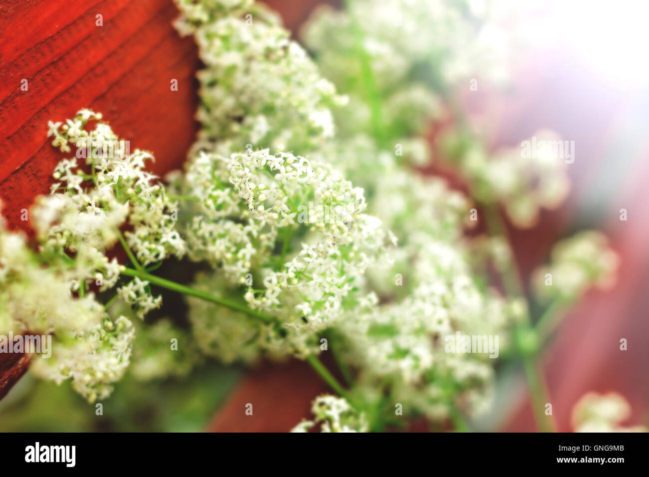 Nice tender white little summer flowers for romantic mood Stock Photo