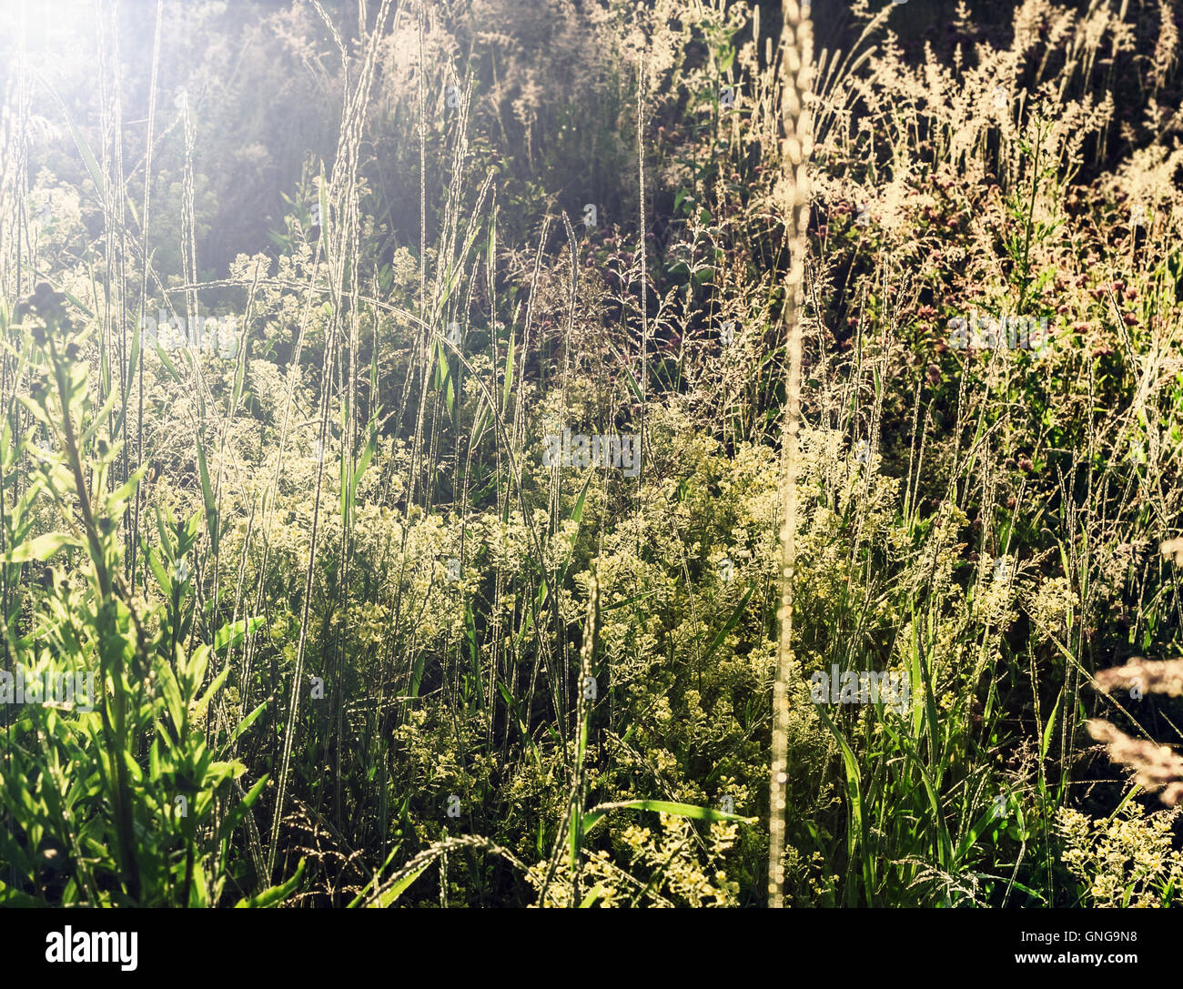 Nice dew in morning sunny happy grass Stock Photo