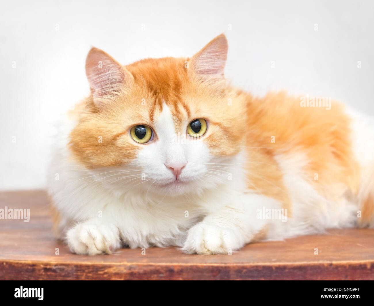 Adult red cat thoughtfully looking at light background Stock Photo