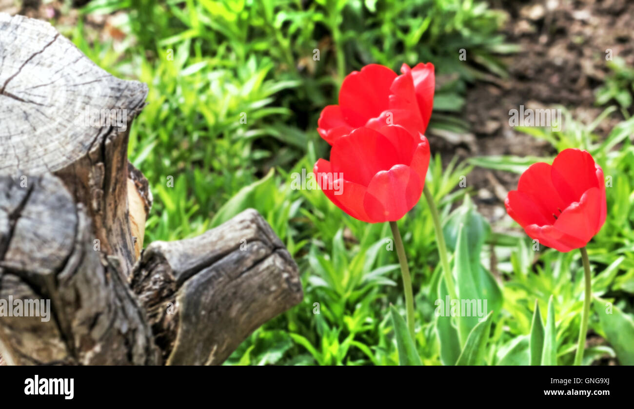 Three nice red tulips in spring sunny garden Stock Photo - Alamy