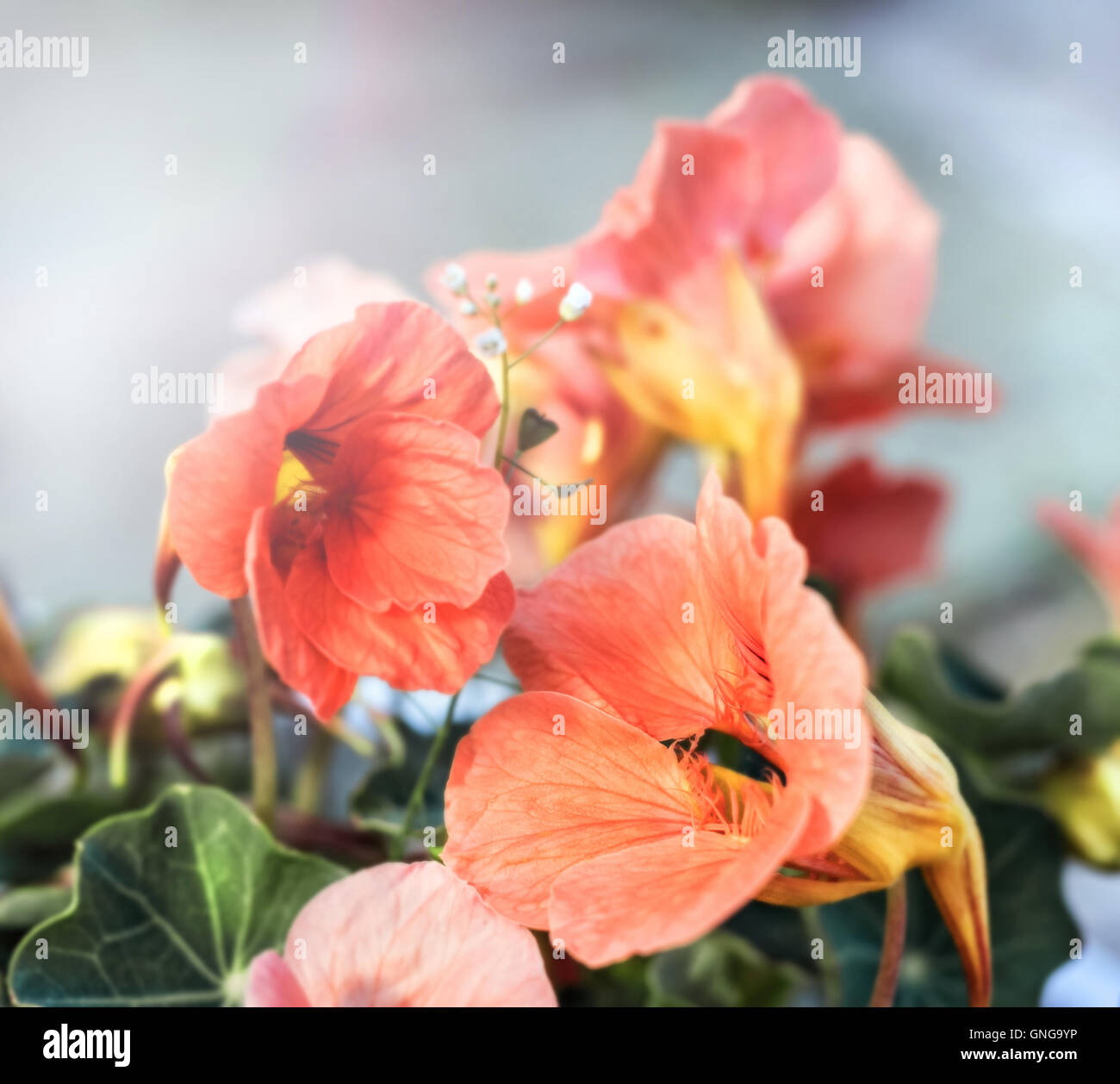 Nice orange color hi-res stock photography and images - Alamy