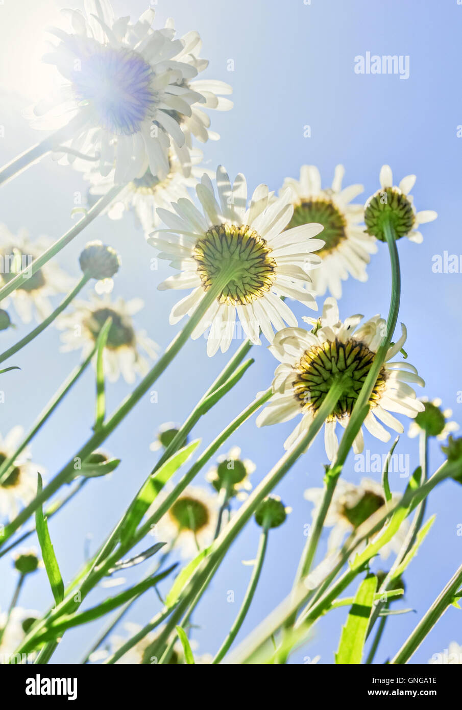 Nice chamomile in sunny summer weather up Stock Photo