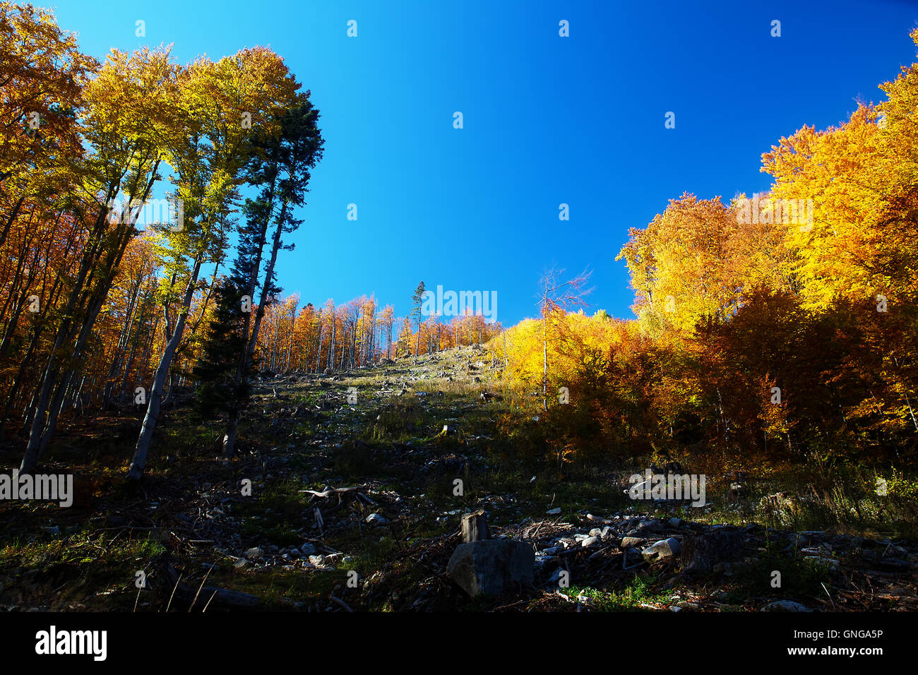 Beautiful mountain autumn landscape with colorful forest Stock Photo ...