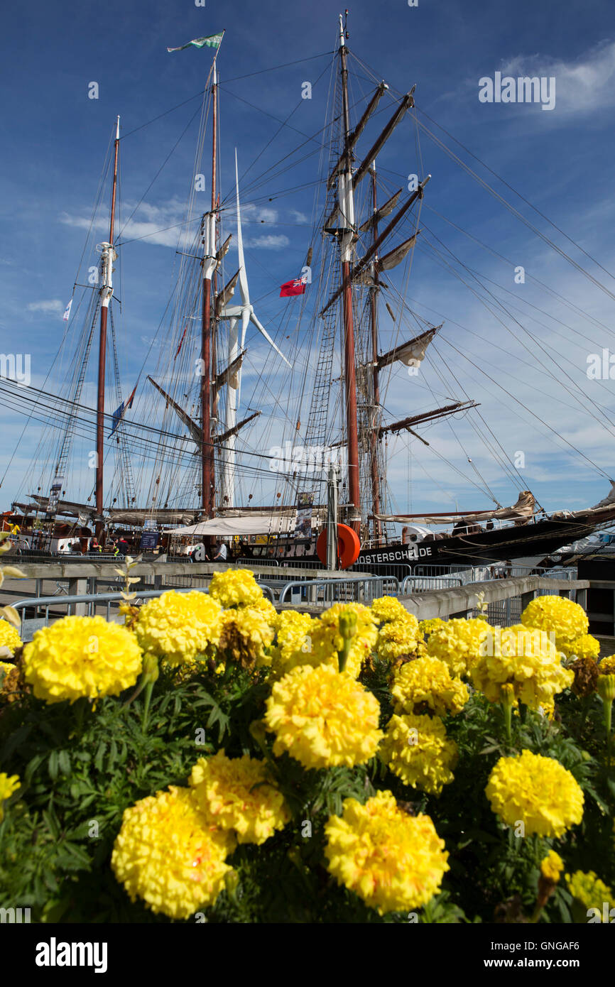 Yellow flowers by the Oosterschelde sailing ship during the North Sea