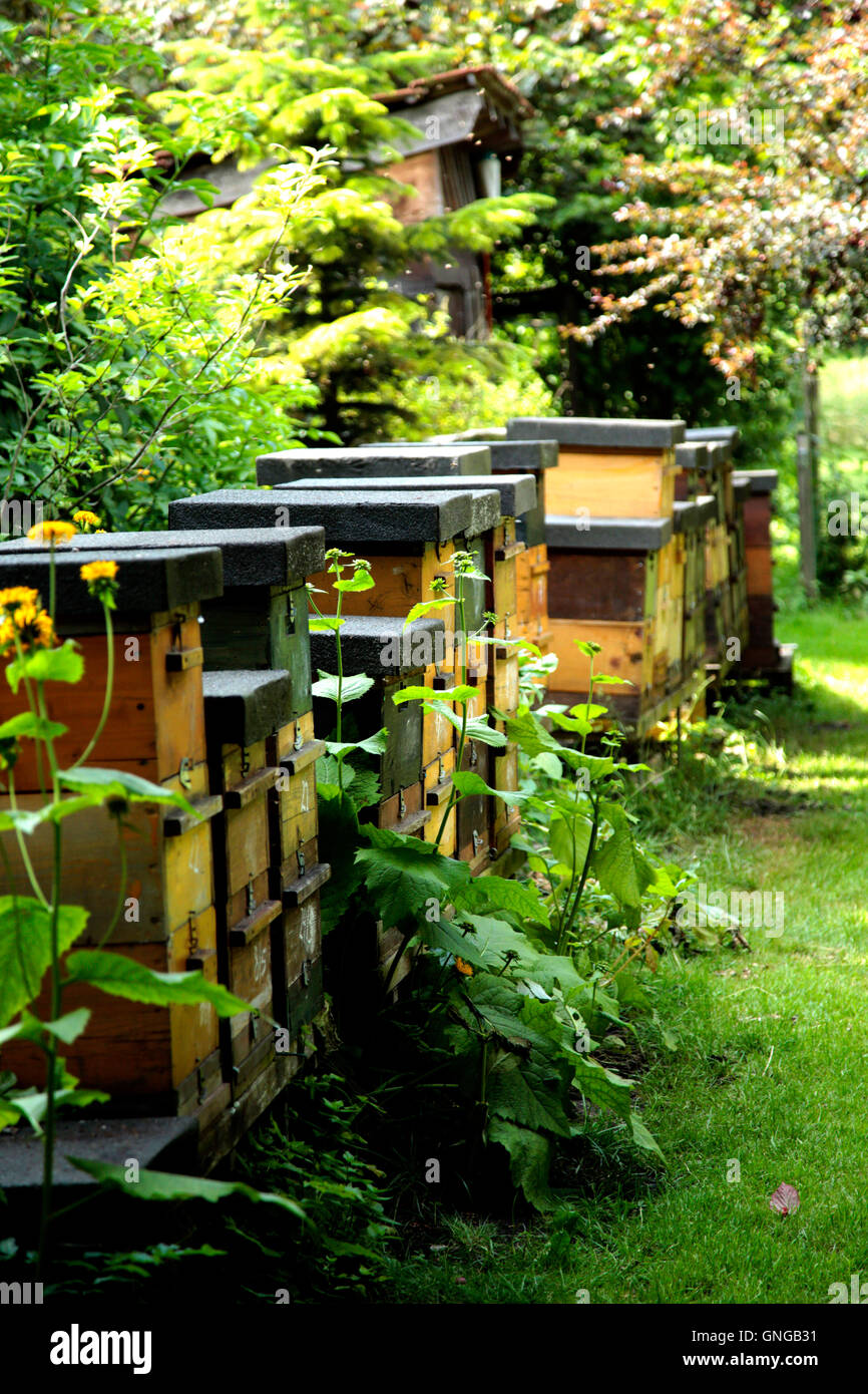 Beehives beehives hi-res stock photography and images - Alamy